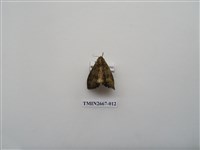 藏品(尺蛾204)的圖片